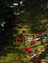 20060412_arashiyama_35