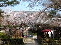 20060412_arashiyama_39