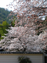 20060412_arashiyama_40