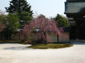 20060412_arashiyama_42