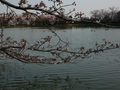 20060412_arashiyama_47