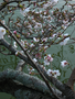 20060412_arashiyama_48
