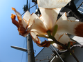 20060416-inclassable-01