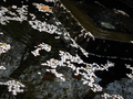 20060416-inclassable-07
