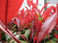 20060416-inclassable-08
