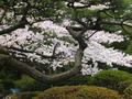garden_20060416_02