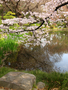 garden_20060416_04