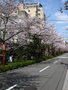 kyoto-sakuras-20060417-01