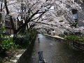 kyoto-sakuras-20060417-02