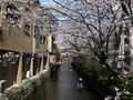 kyoto-sakuras-20060417-03