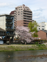 kyoto-sakuras-20060417-04