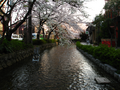 kyoto-sakuras-20060417-05