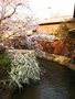 kyoto-sakuras-20060417-06