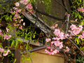 kyoto-sakuras-20060417-07