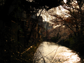 kyoto-sakuras-20060417-08