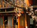 kyoto-sakuras-20060417-09