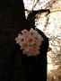 kyoto-sakuras-20060417-10