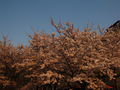 photo de la gallerie Cerisiers à Kyoto