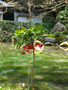 20060418-kyoto-temples-08