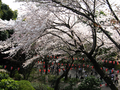 20060419-japon-04