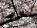 20060419-japon-06