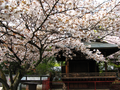 20060419-japon-07