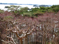 20060419-japon-10