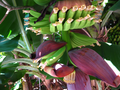 05_Banane