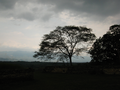 26_Arbre