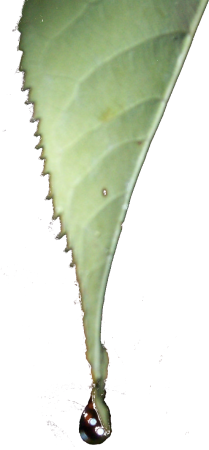 une goutte d'eau sur une feuille