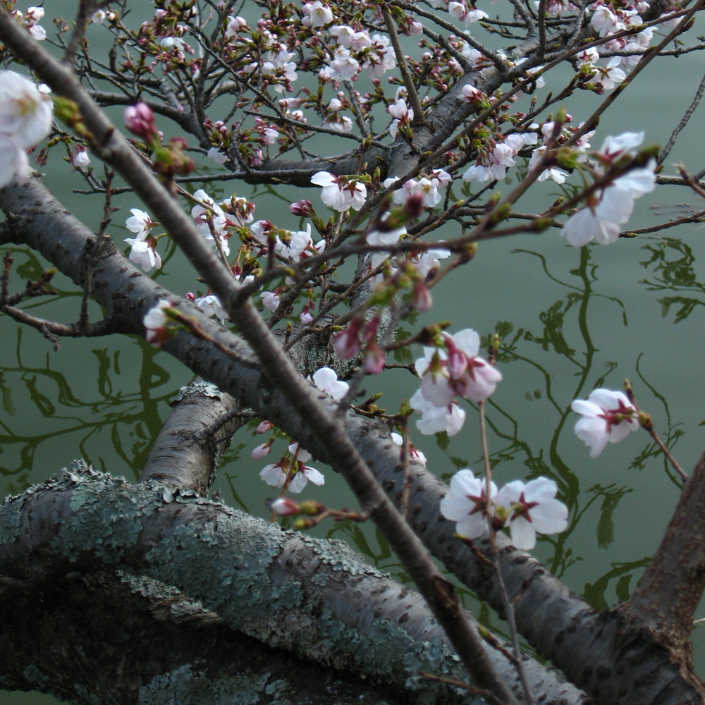 Le printemps est enfin de retour, les milliers de feuilles minuscules dans le parc ces jours-ci me rappellent la magie des cerisiers en fleur d'un autre printemps.
— Kyoto, 7 Avril 2006