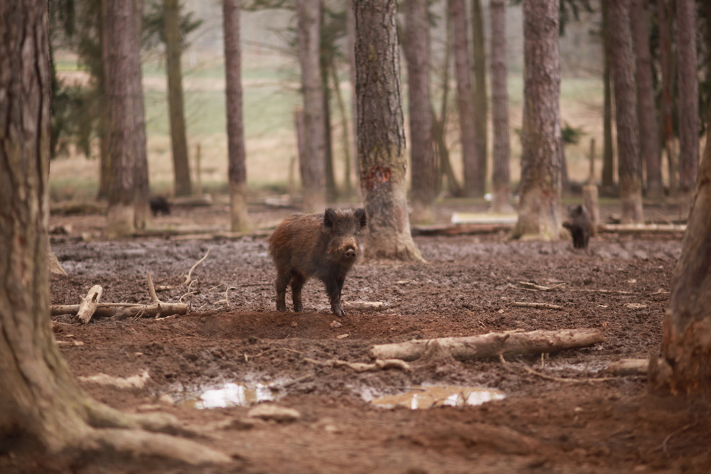Au parc animalier, un marcassin en enclos. Un peu triste, c'est vrai, mais ils y ont l'air plutôt bien traités.
- Parc du Boutissaint, Février 2016