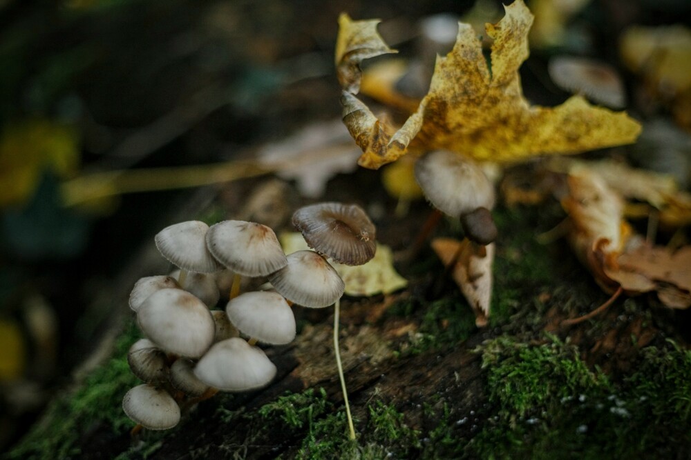 Au détour d'un chemin du bois de Vincennes, une nature vivante.

La retouche sur Google Photo me la pixélise beaucoup, j'aime pas trop trop ça.

— Vincennes, Octobre 2015