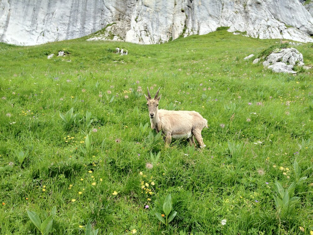 Une fois de plus, le téléphone me sauve, faute d'appareil photo dans la poche. Nous montions La Tournette, et je me disais bien que nous étions observés.

— Les Alpes, Juillet 2012