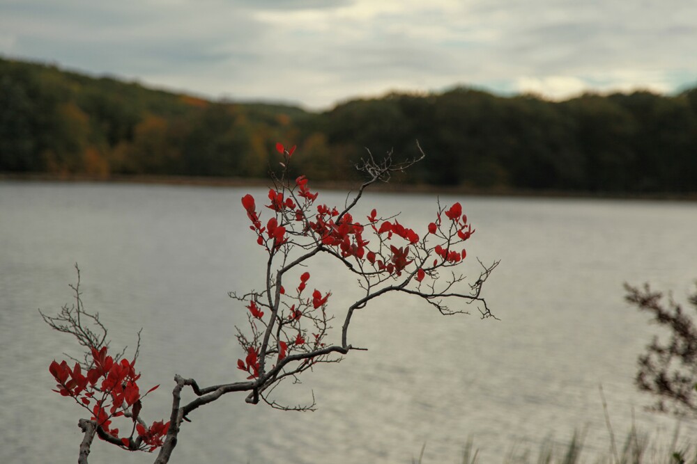 Excursion un peu au Nord de New-York, à la recherche des couleurs d'automne.
New York State — Oct. 2016