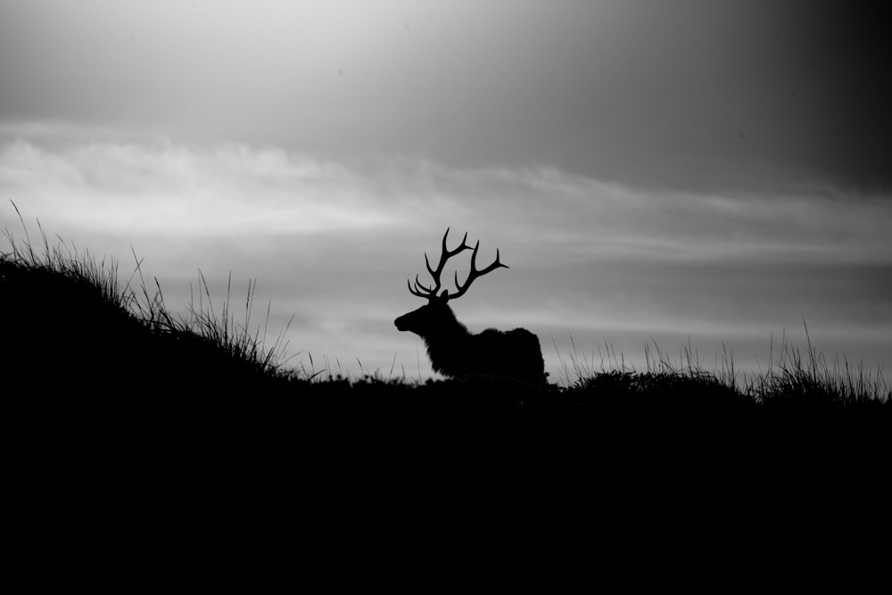 Un Wapiti ("Tule Elk").
— Point Reyes, Californie. Décembre 2020