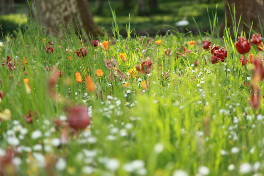Il a fait très beau, et les routes étaient entourées de champs plus ou moins bien délimités. Les parterres de fleur dans un parc sont toujours l'occasion de jouer avec la profondeur de champs.
— Cheverny, Mai 2016