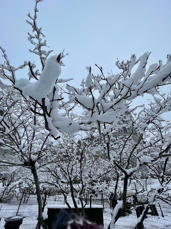 Dernière neige de l'année à New York
— New York, Mars 2022