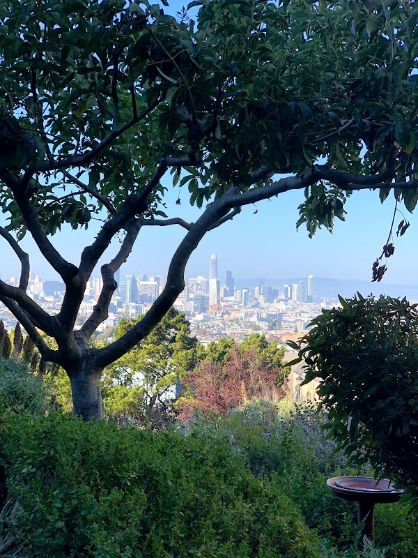 San Francisco à travers les arbres d'un petit jardin à flan de colline. 
— Juillet 2020