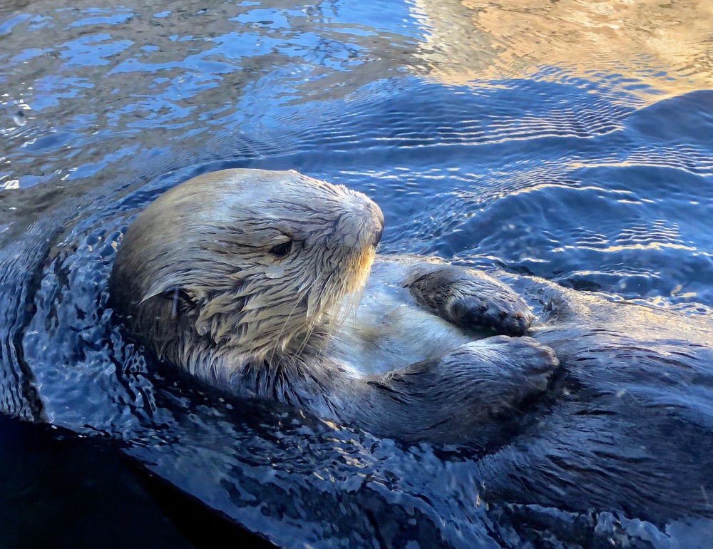 Honnêtement, qui peut résister?
- Monterey, CA. Octobre 2018