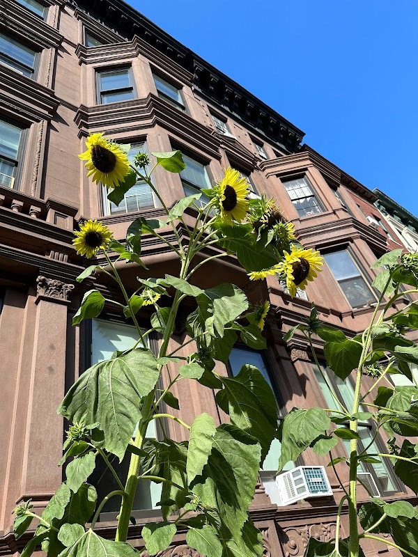 Tournesols dans la rue
— New York, Juillet 2023