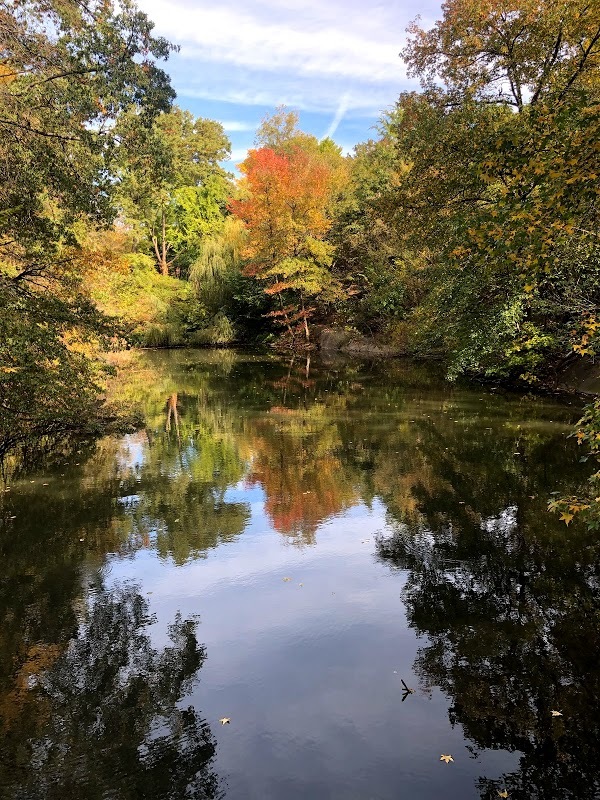 Reflet des arbres à Central Park.
— New York, Octobre 2019