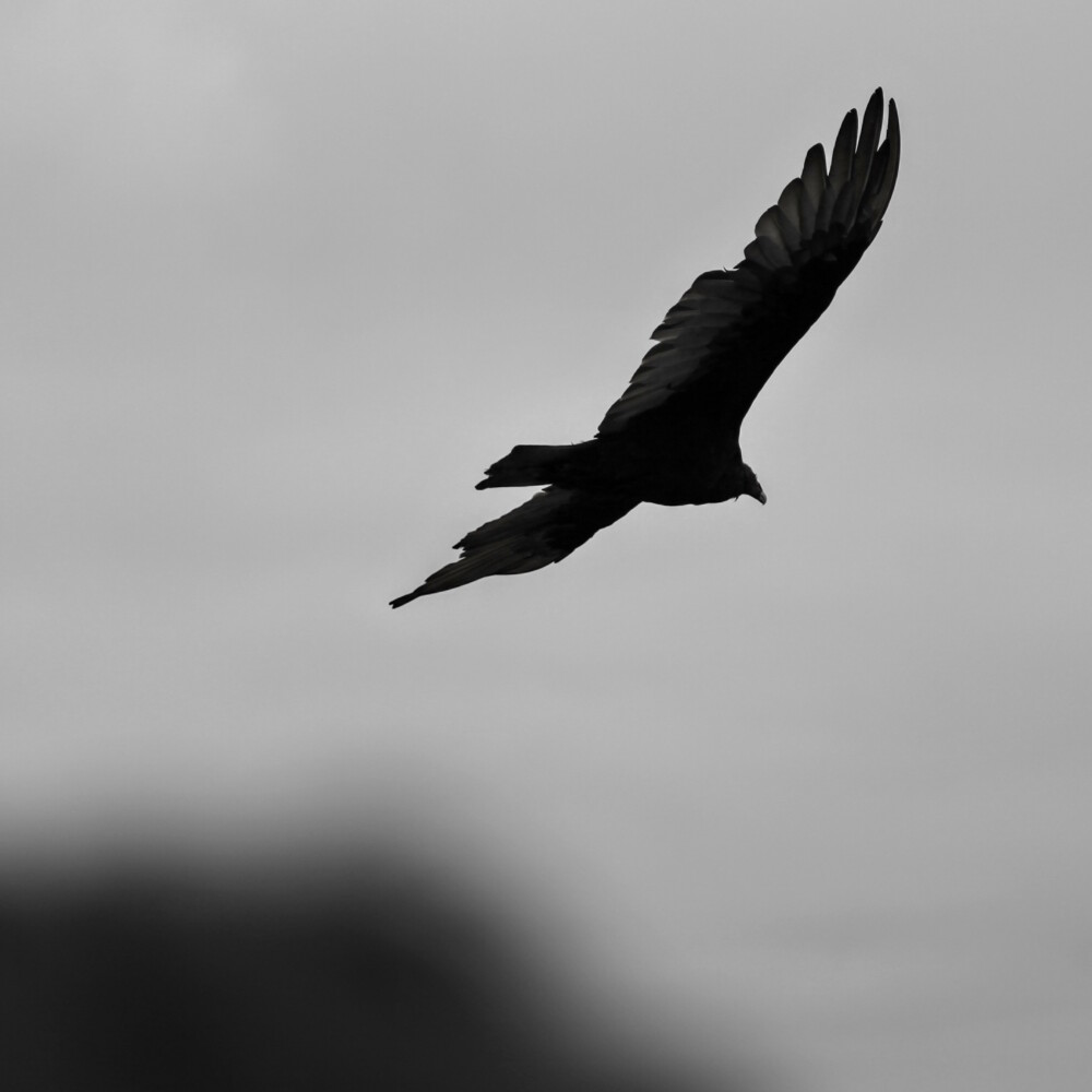 Celui-ci nous a surpris en passant si près de nous qu'on entendit clairement l'air siffler autour des ailes.
— Point Reyes National Seashore, Aout 2016