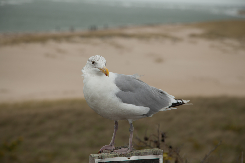 Malgré un vent à décorner les bœufs, la grosse mouette gardait fermement son poteau.
— Cape Cod, Octobre 2015