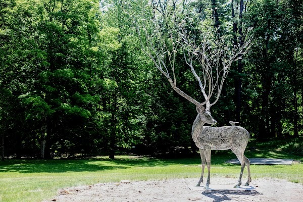 Un cerf argenté
— The Mount, Ma. Juin 2023.