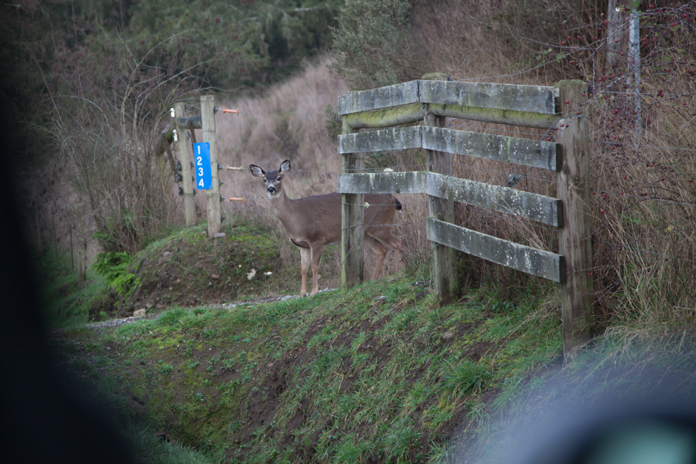 Une biche regarde dans notre direction avant de traverser.
— Ferndale, CA, USA. Décembre 2020.