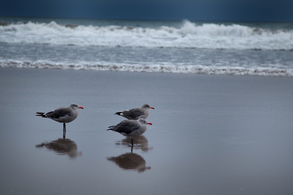 Trois mouettes qui se reflètent dans le sable.
— Stinson Beach, Août 2016
