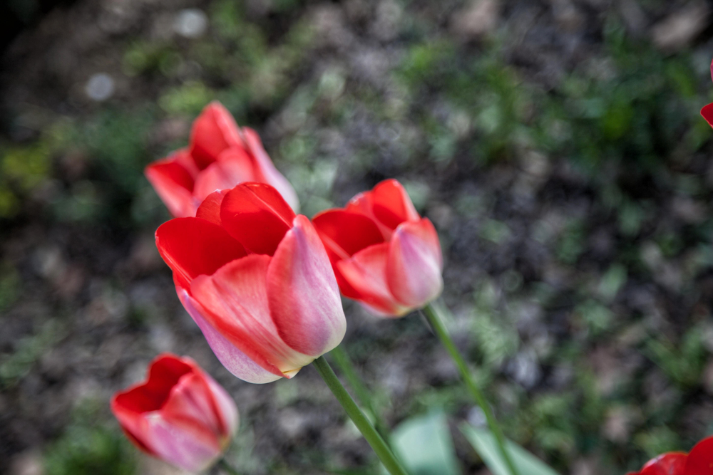 Premiers signes du printemps, au delà de la promenade dans les jardins et au bord de la Seine, ces quelques fleurs offertes à nos yeux.
— Paris, 17 Avril 2016