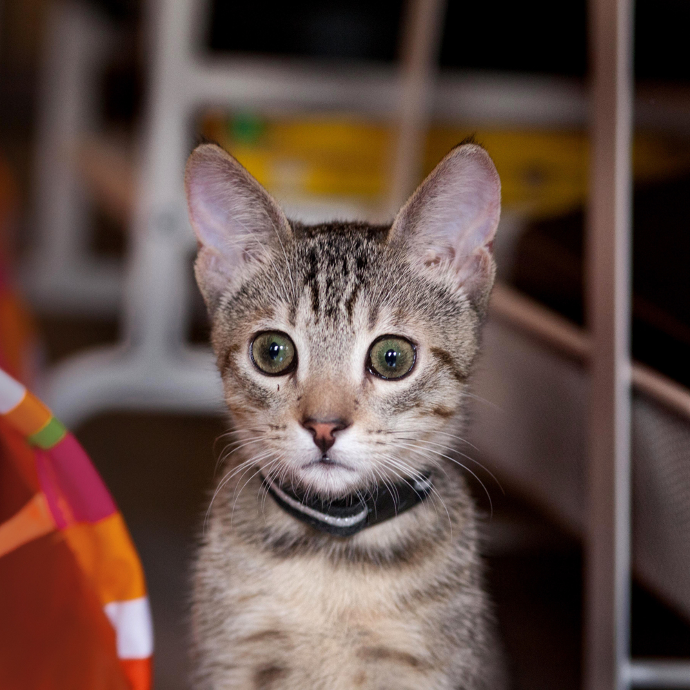 Dimanche quasi New-Yorkais chez les amis, avec le backyard, le barbecue, et surtout les chatons! Pas toujours faciles à capturer.
Jersey City —September 2016