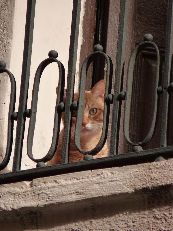 Un chat
— Barcelone, Oct. 2010
